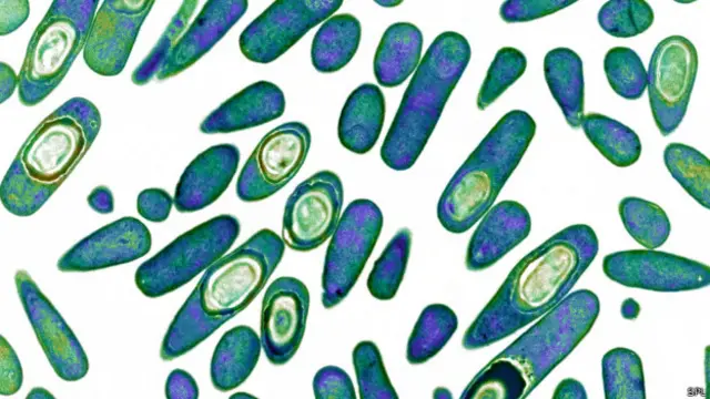 Bacteria Clostridium difficile, resistente a los antibióticos