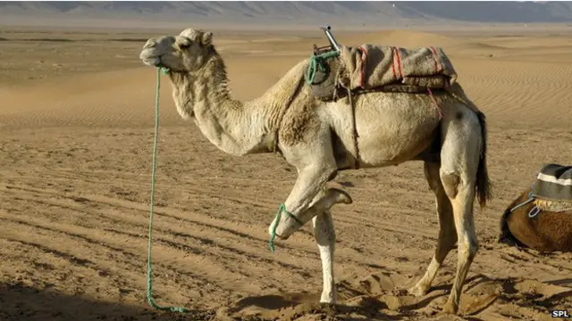 يعتقد بانتقال الإصابة من الجمال إلى البشر.