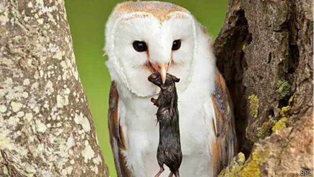 Rata en boca de búho