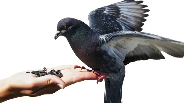 Голодный голубь