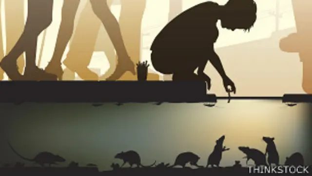 Ratas en alcantarilla