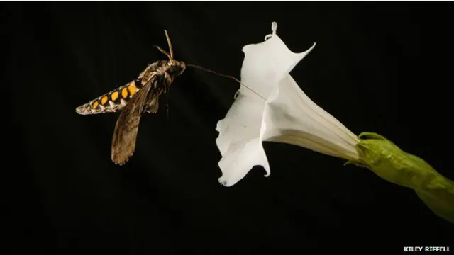 Комахам складніше знайти квіти