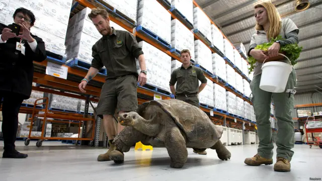 ऑस्ट्रेलिया सरीसृप पार्क, विशालकाय कछुआ