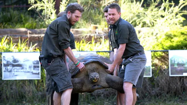 ऑस्ट्रेलिया सरीसृप पार्क, विशालकाय कछुआ