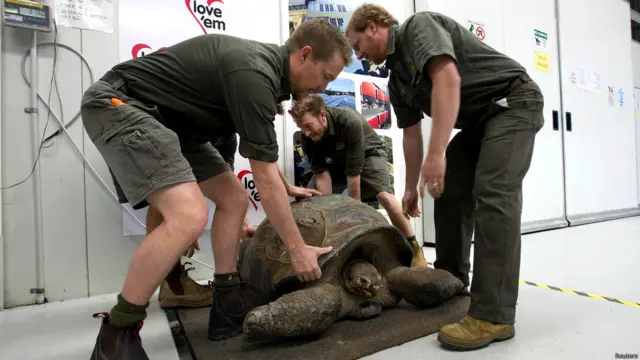 ऑस्ट्रेलिया सरीसृप पार्क, विशालकाय कछुआ