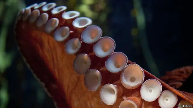 Щупальце осьминога