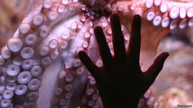 Человеческая рука на фоне осьминога