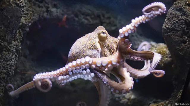 Щупальца осьминога