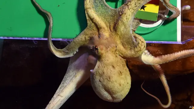 Осьминог Регина предсказывает счет футбольного матча