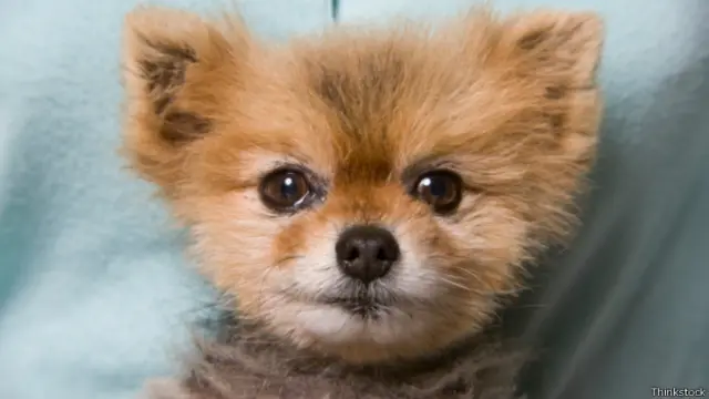 por que los cachorros son tan lindos