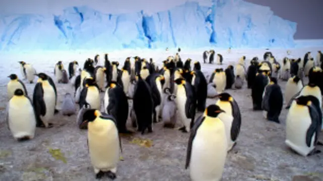براساس این تخمین شمار پنگوئن ها از 600 هزار به حدود 100 تا 200 هزار افت خواهد کرد