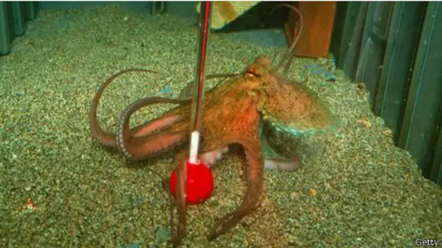 Pulpo
