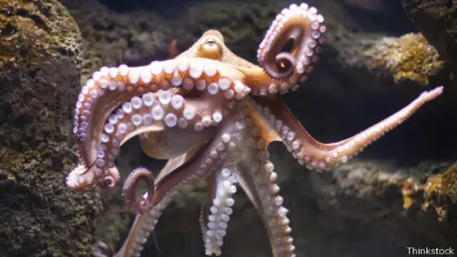 Pulpo