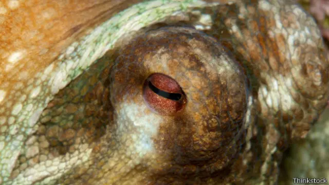 Ojo del pulpo