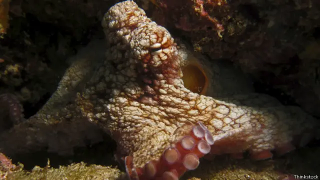 Pulpo