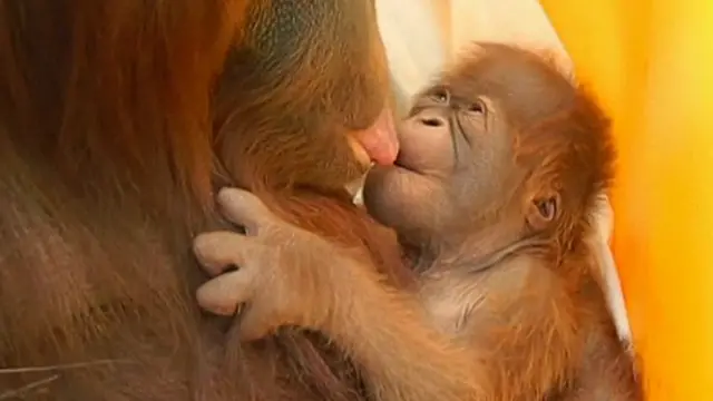 اورانیوتان بیزوګانې