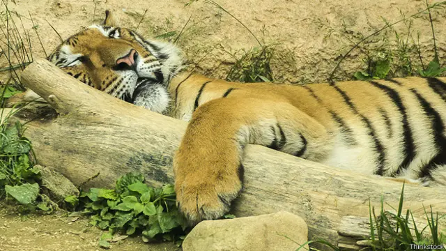 Спящий тигр