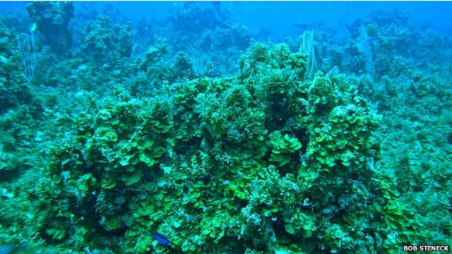 حينما تغطي الطحالب الشعاب المرجانية بكثافة تؤدي إلى خنقها