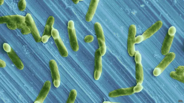 бактерии под микроскопом