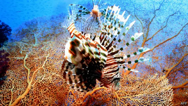 மீன்களுக்கும் உணவளிக்கிறது இந்தப் பவளப் பாறைகள்