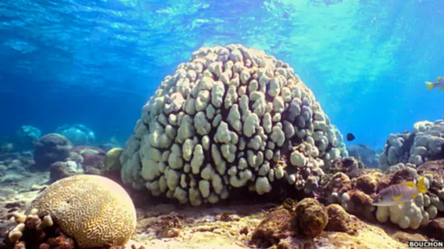 மக்களின் நலன்களுக்கு பவளப் பாறைகள் முக்கியம் என்கிறார்கள் ஆய்வாளர்கள்