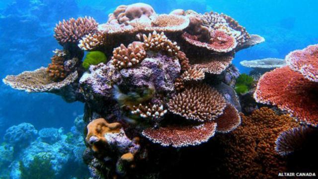 تناقصت الشعاب المرجانية في الكاريبي بنحو النصف خلال الأربعين عاما الماضية