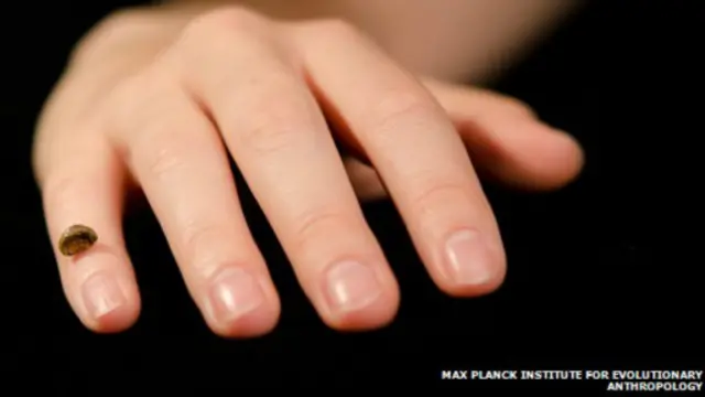 وفرت قطعة صغيرة من عظام إصبع تسلسلا جينيا واضحا لسلالة بشرية قديمة أطلق عليها اسم "دينيسوفا"