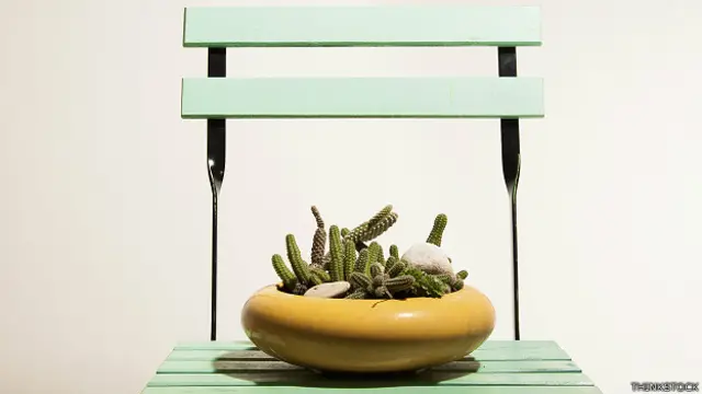 Silla con cactus