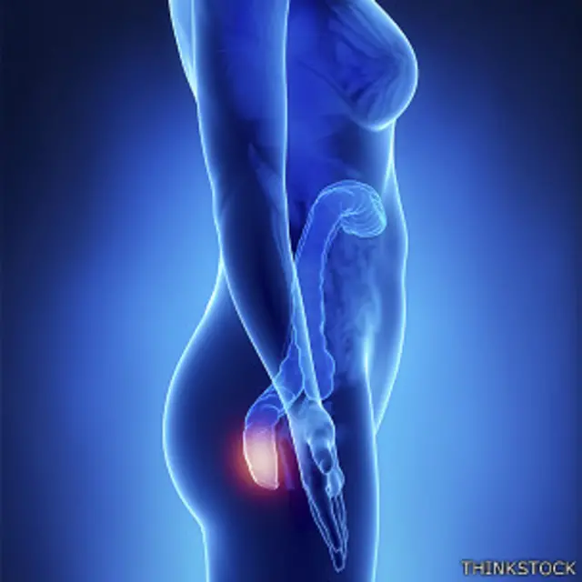 Hemorroides, anatomía