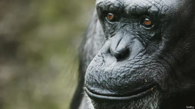 Chimpanzé (Getty)