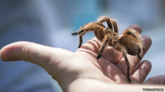 Miedo a las arañas.