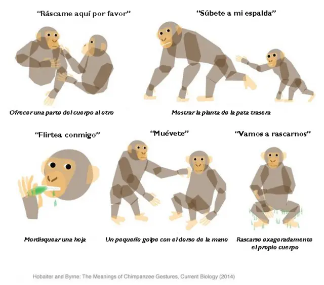 Gráfico de las señas de los chimpancés