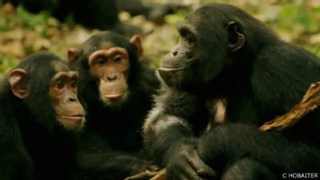 يقول باحثون إن البشر وقرود الشمبانزي هم فقط من يتمتعون بنظام تواصل بالرسائل والإشارات في ما بين أفرادهما