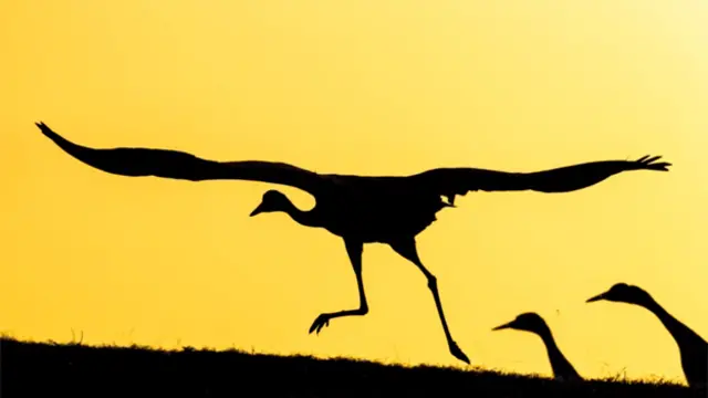 Aves dinosaurios volar