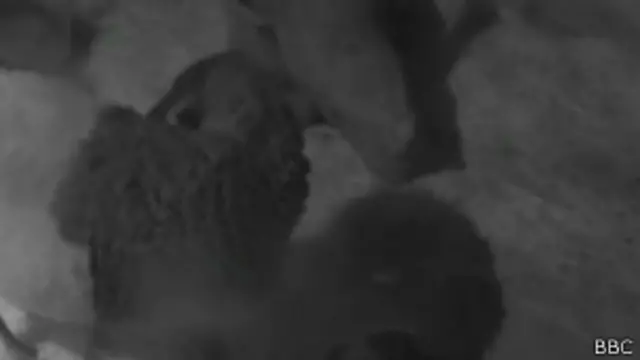 Bebê rinoceronte 'órfão' é adotado por ovelha | Crédito: BBC