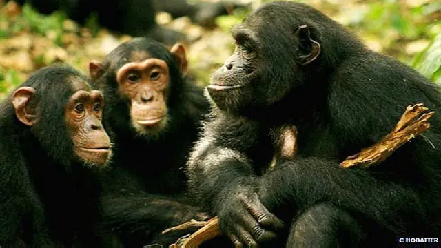 चिम्पैंजी की भाषा