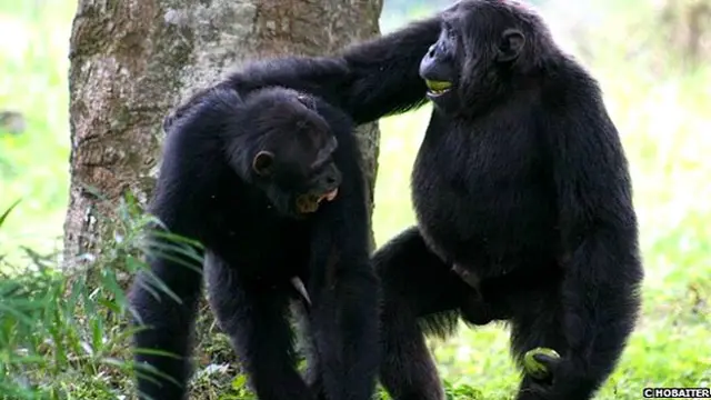 चिम्पैंजी