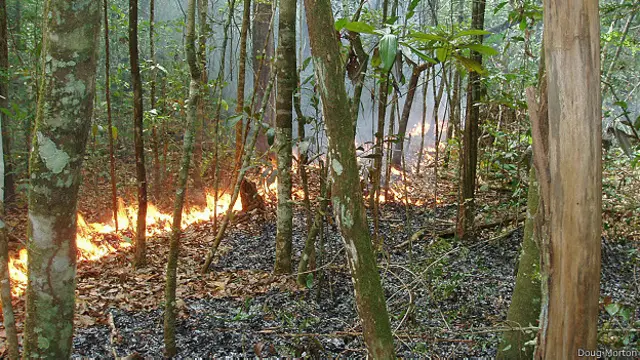 Incêndio na Amazônia (BBC)
