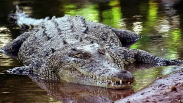 मगरमच्छ, ऑस्ट्रेलिया