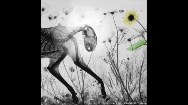 Arie van't Riet montou coleção de imagens a partir de radiografias de animais e plantas. Foto: Arie van’t Riet / SPL / Barcroft Media 