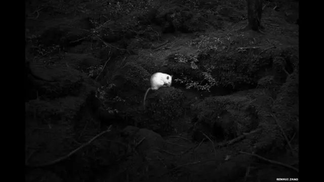 Путівник флорою і фауною світу