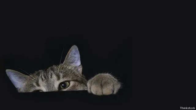 Кот играет в прятки