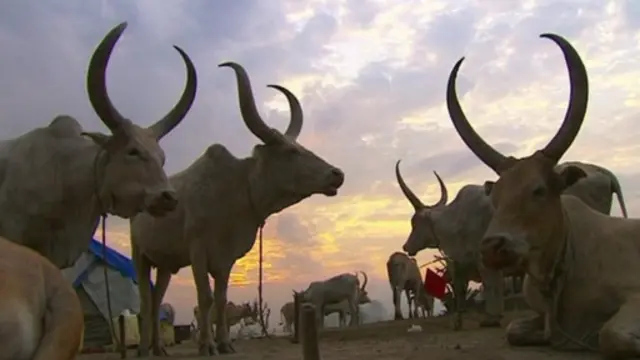 مع نفاد مخزون النفط، هل باستطاعة جنوب السودان أن يحقق دخلا من الماشية والزراعة؟