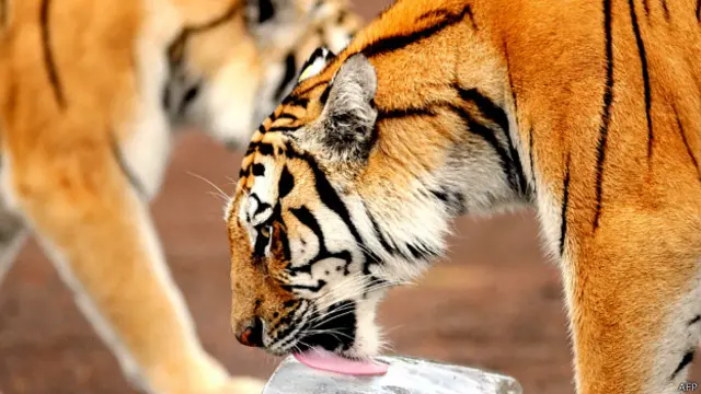 國際組織世界自然基金會（WWF）敦促中國政府澄清虎制產品的交易細節。