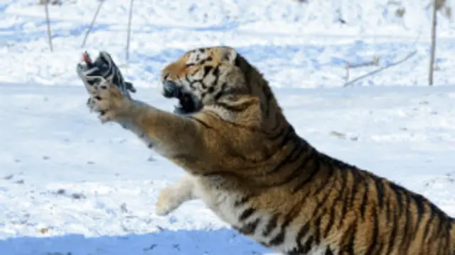 چین میں پانچ سے چھ ہزار پالے ہوئے شیر موجود ہیں