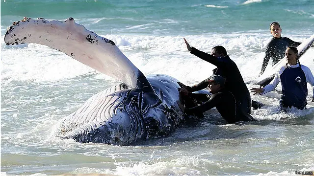 ऑस्ट्रेलिया व्हेल