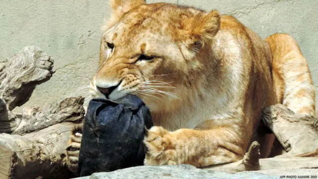 शेर, ज़ू जींस