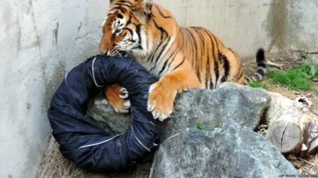 बाघ, ज़ू जींस