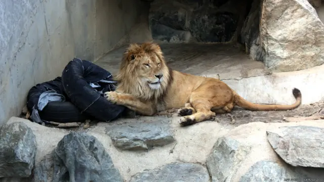 शेर, ज़ू जींस