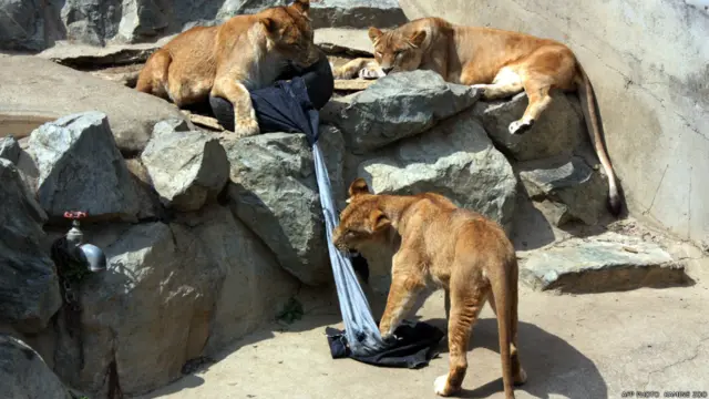 शेर, ज़ू जींस